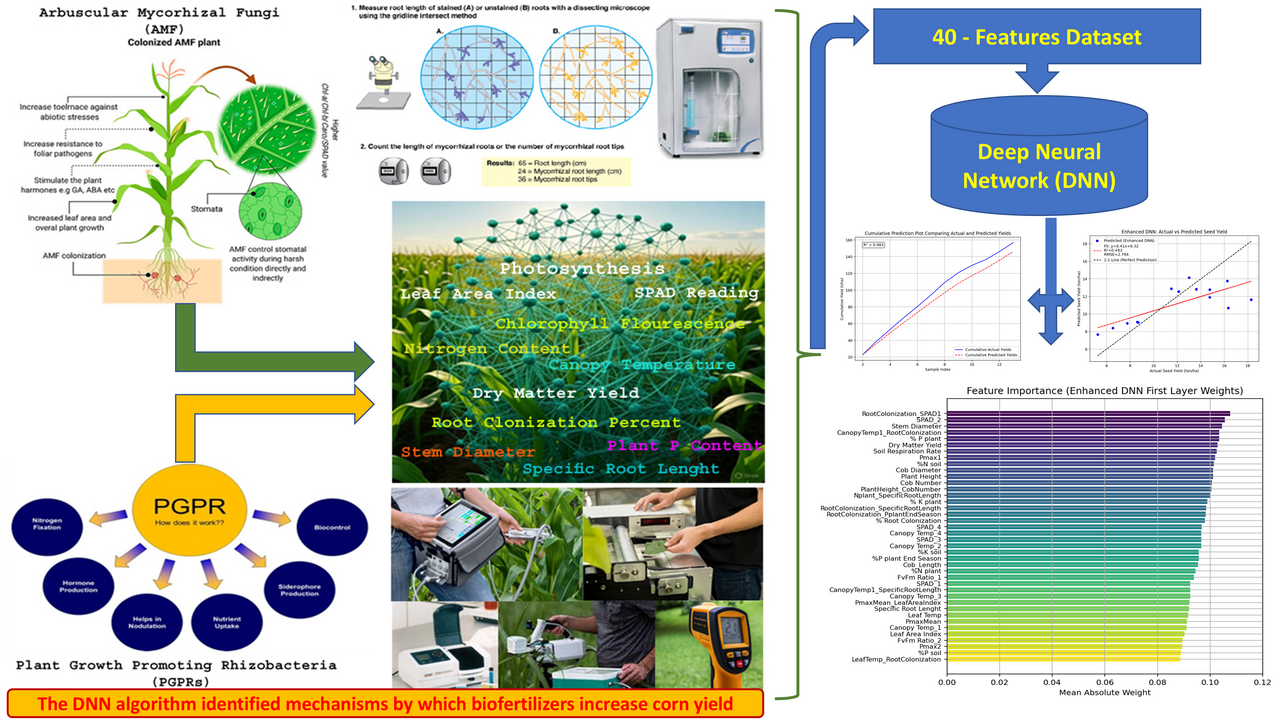 Decoding Corn Yield Efficiency: How Deep Neural Networks Can Help Build a More Sustainable Future