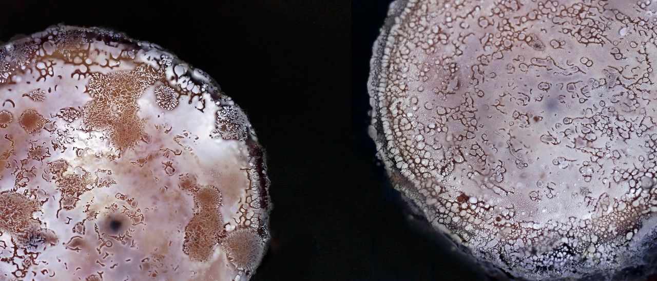 The quest for the ultra-rare biosphere