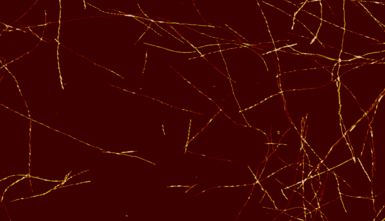 AFM reconstruction of Aβ42 fibril populations assembled in vitro reveals rare species that resemble amyloid polymorphs from human brains