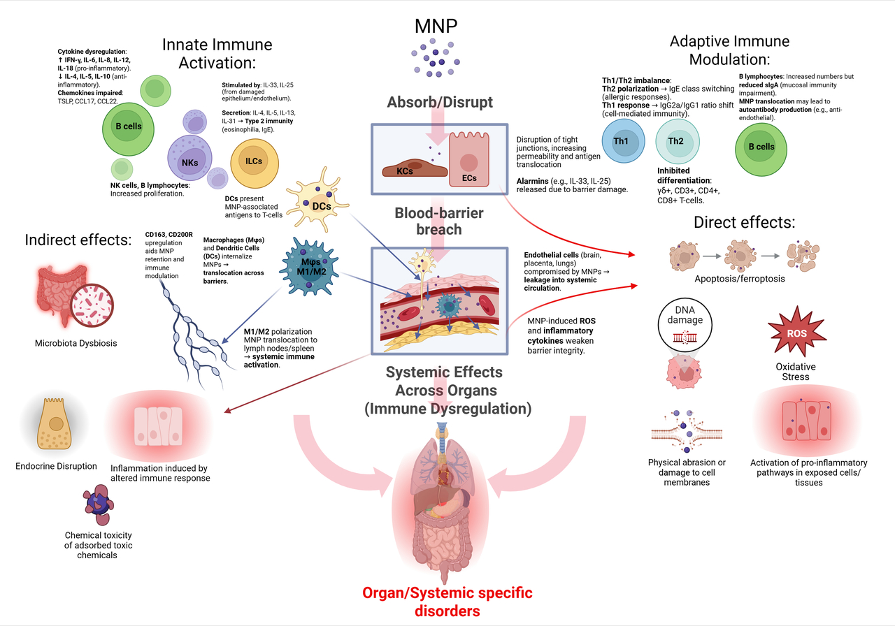 The Invisible Threat: Why Micronanoplastics are a Systemic Immune Problem Across All Organ Systems