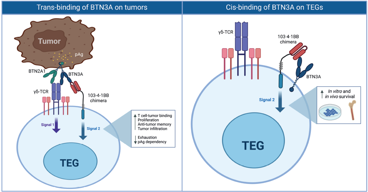 Happy Killers in Hostile Tumors: Engineering T Cells with a Built-In Survival Toolkit