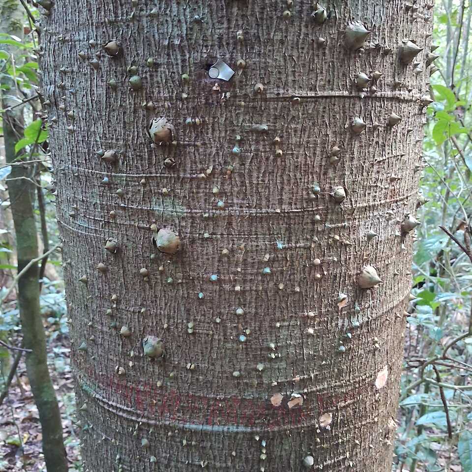 Even beyond being turgid during wet seasons, it has encompassed aluminium nails over decades.