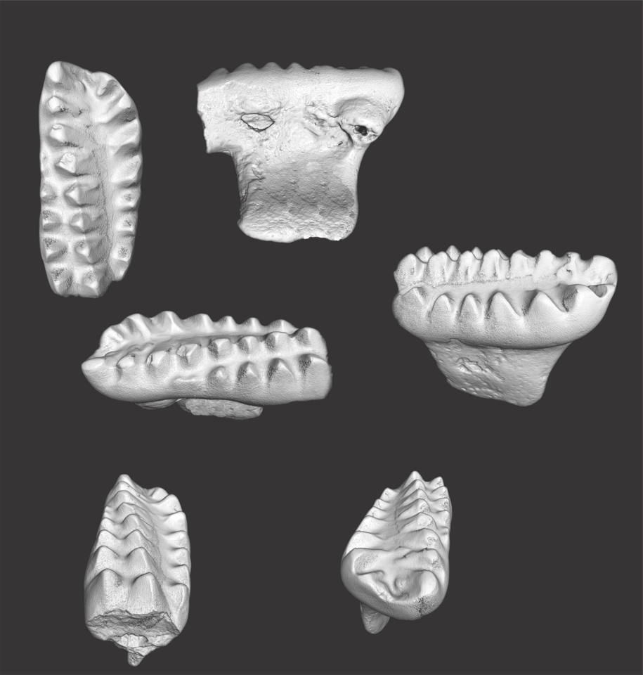 A TINY FOSSIL TOOTH REWRITES THE HISTORY OF SOUTHERN MAMMALS