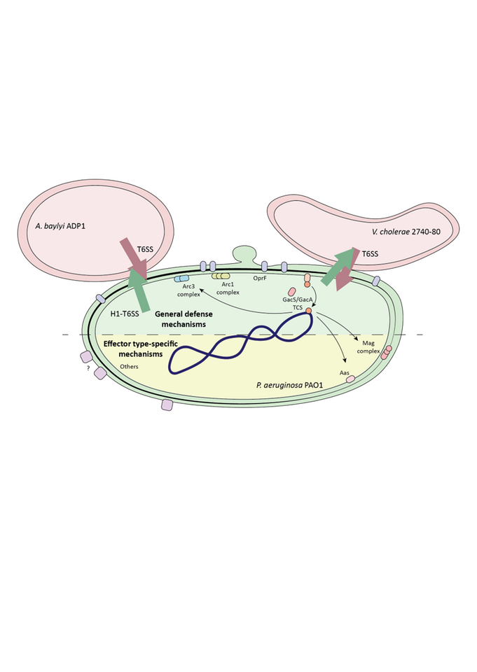 Mechanisms of Pseudomonas aeruginosa resistance to type VI secretion system attacks