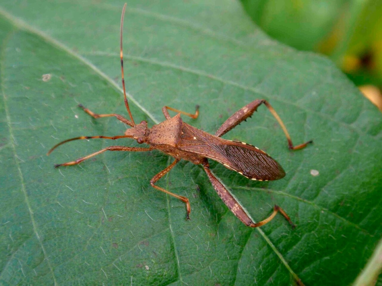 How a tiny bacterium turns itself into a “tunneling machine”