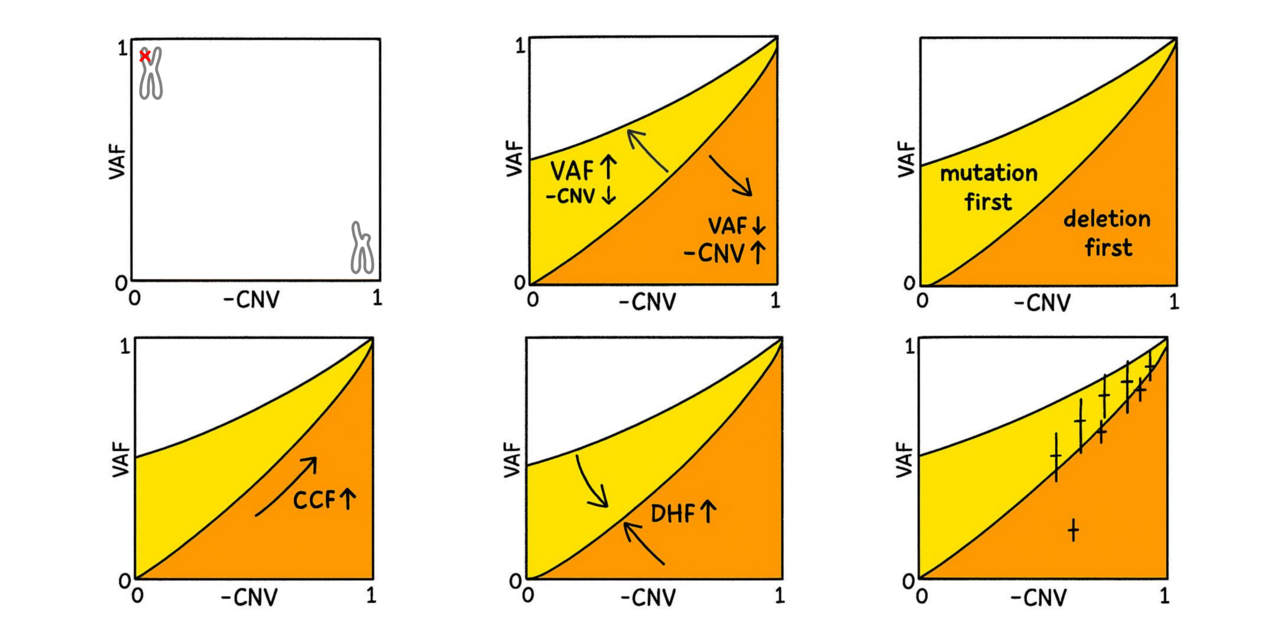 Etiology of TP53 Mutated Complex Karyotype Acute Myeloid Leukemia 