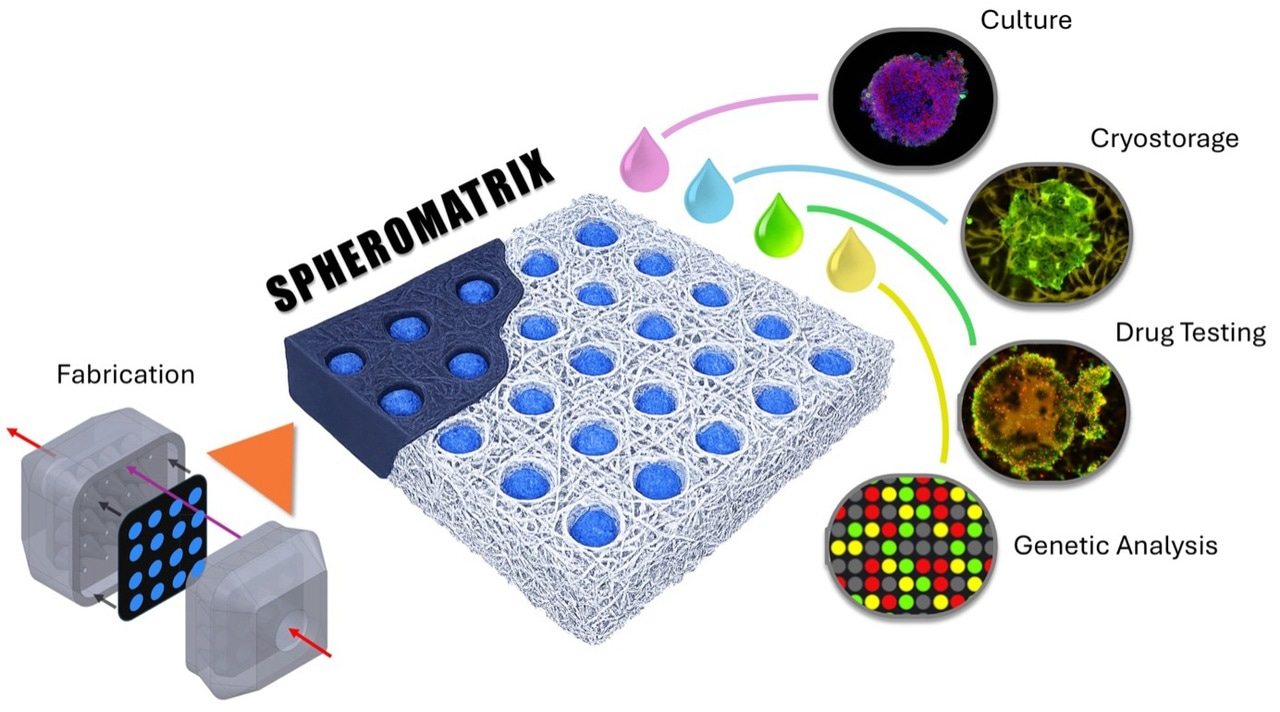 A sustainable paper-based platform for high-throughput 3D tumor models for ethical preclinical testing