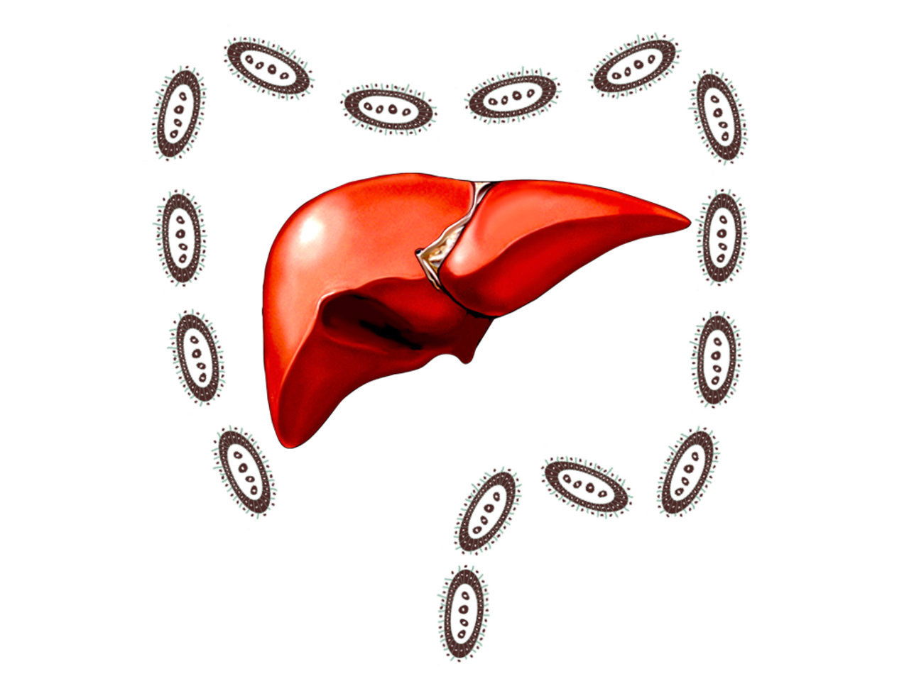 Piecing It All Together  — microbial drivers of the gut-liver axis