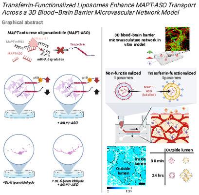 Transferrin-Functionalized Liposomes Enhance MAPT-ASO Transport Across a 3D Blood–Brain Barrier Microvascular Network Model.