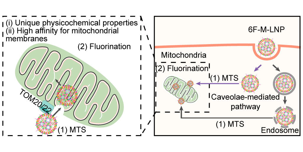 Delivering genes to mitochondria with a fluorinated modified tool