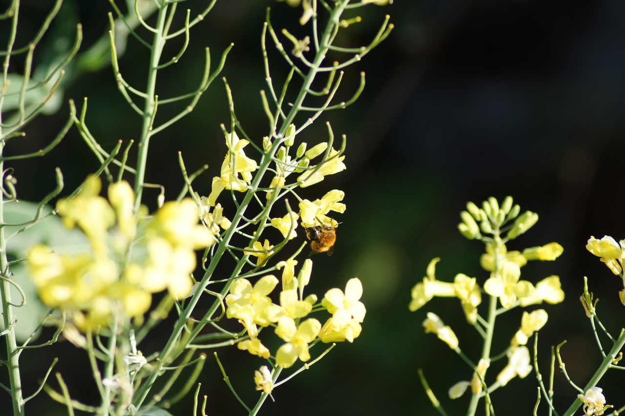 What are the genomic mechanisms linking seeds, climate, and pollinators?