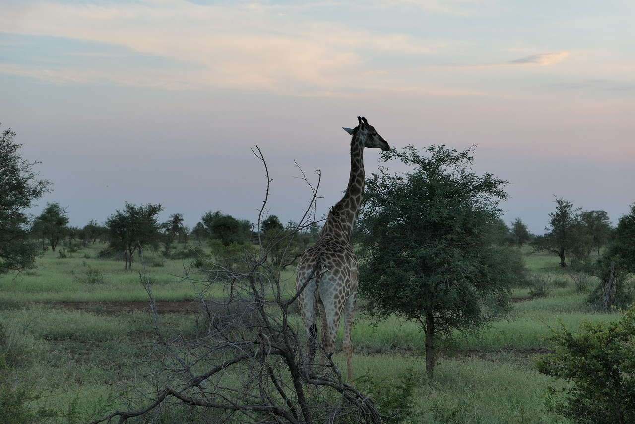 Analyze revisits in animal movement trajectory data