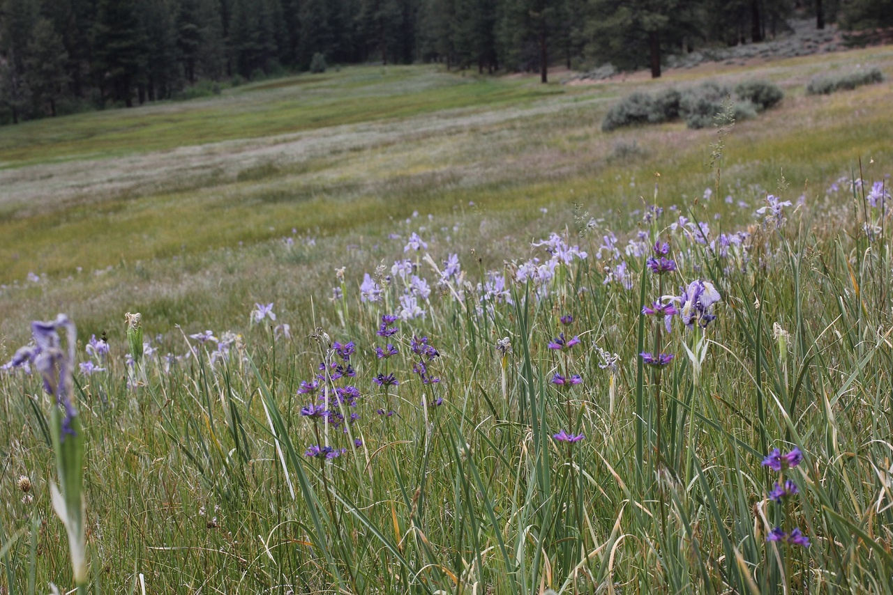 A poison'd chalice tale: butterfly extinction in eco-evolutionary trap