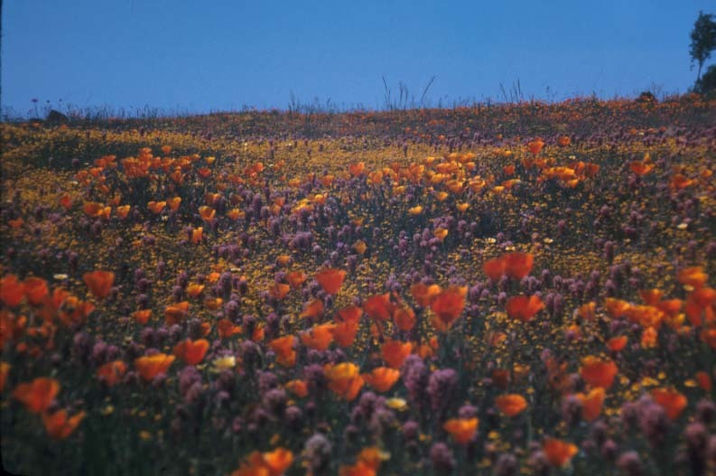 Mitt Romney and the Butterflies