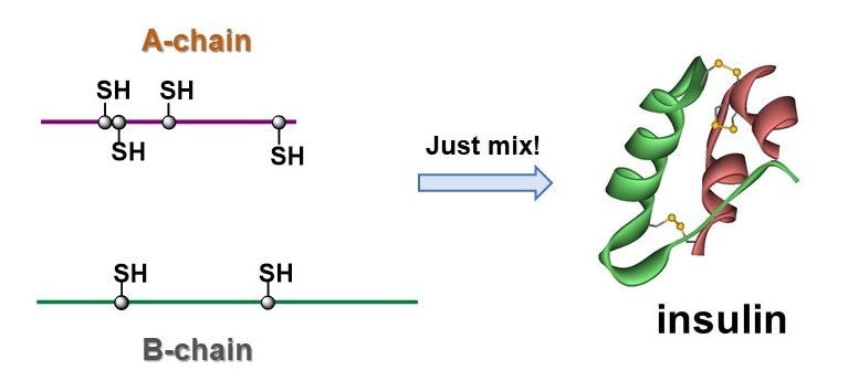 Just mix! Facile access to insulin preparation