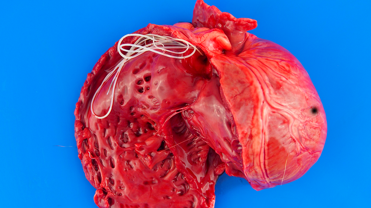 What 100+ heartworm genomes teach us about ancient “spaghetti” in your dog’s heart 