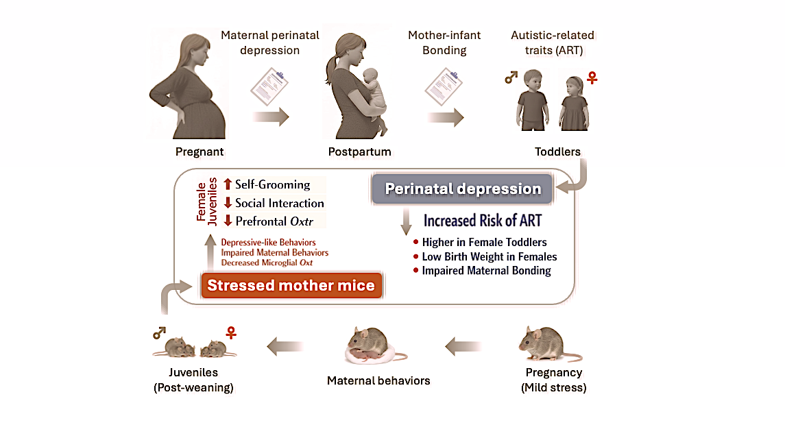 Pathogenesis of Sex Differences in Autism Risk: Evidence from Cohort and Animal Studies Focused on Maternal Perinatal Depression