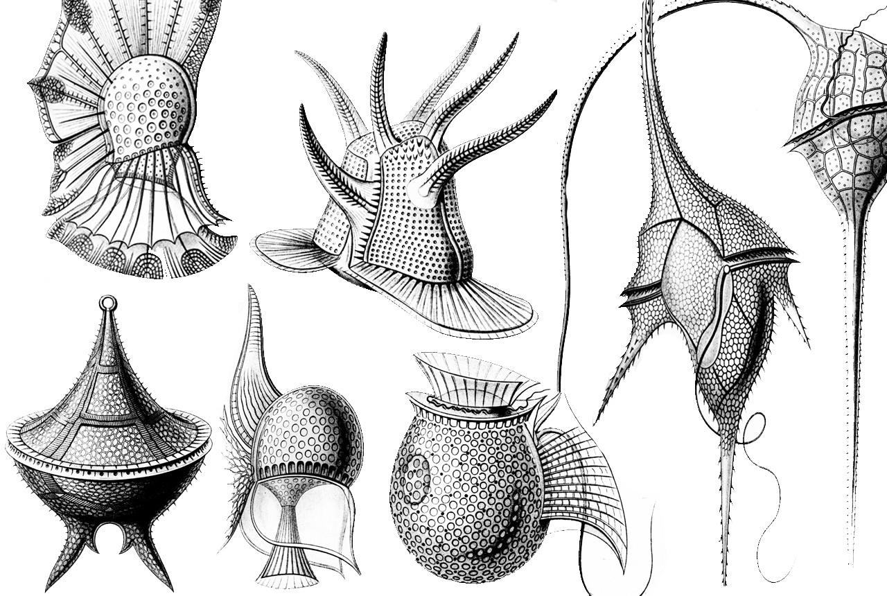 Exploring dinoflagellate biology with the awesome power of yeast genetics