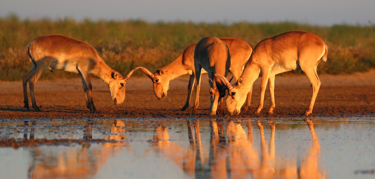 Defining Species Recovery: A Global Endeavour