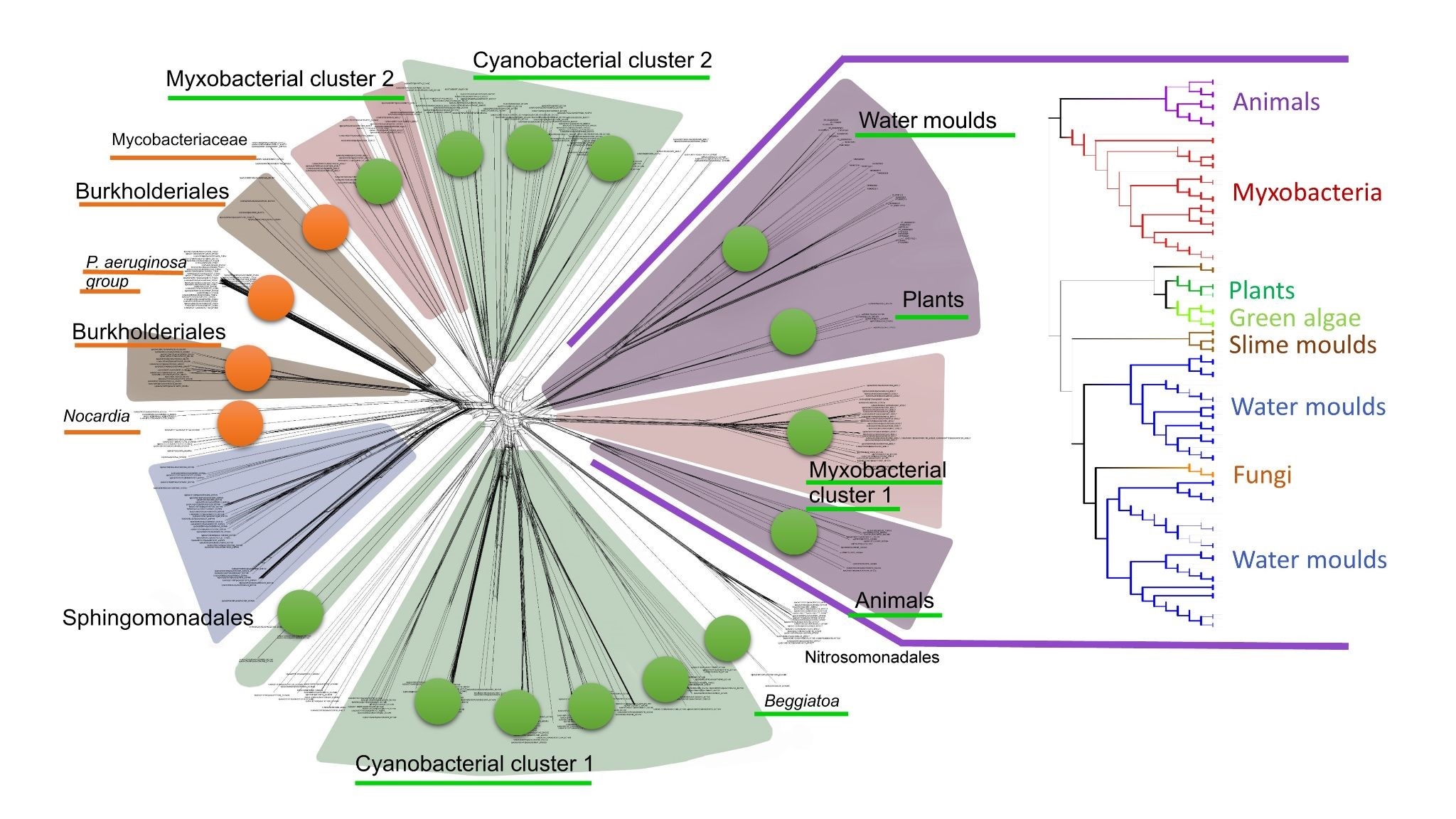 Bacterial LOX phylogeny
