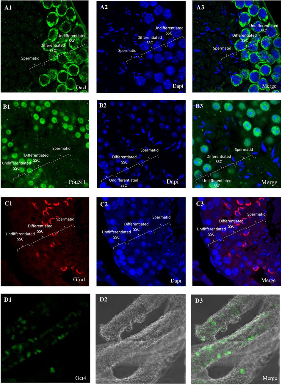 Microscopy images showing immunofluorescence labeling of spermatogenic cells. Panels A1, B1, and C1 show specific markers Dazl, Pou5f1, and Gfra1 in green and red, respectively. A2, B2, and C2 display Dapi-stained nuclei in blue. Panels A3, B3, and C3 merge these views, highlighting undifferentiated and differentiated spermatogonial stem cells (SSC) and spermatids. D1 to D3 show Oct4 labeling in green, phase contrast, and a merged view, illustrating structurally distinct tissue areas. Labels indicate distinct cell types.