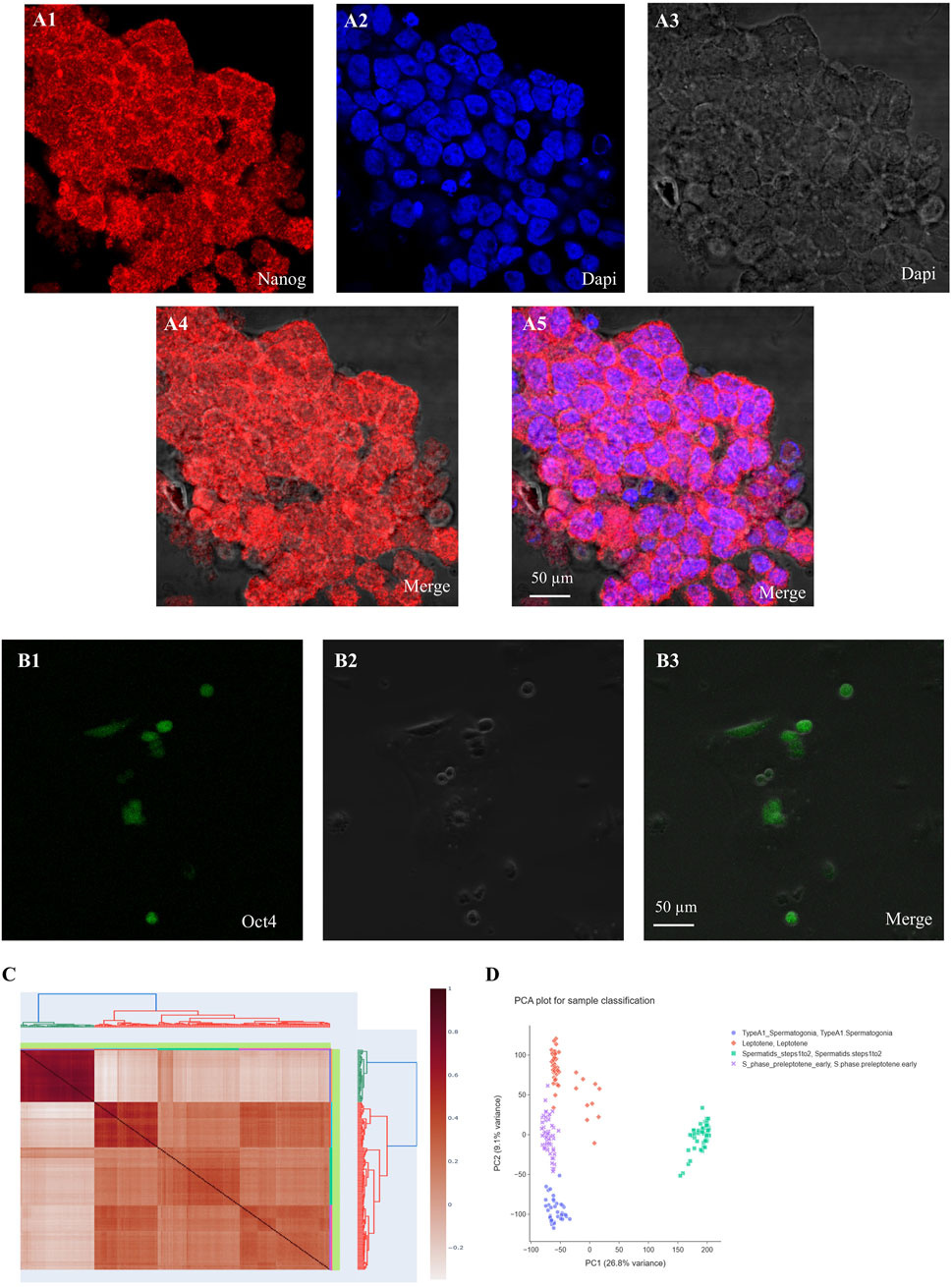 Microscopy images and data visualizations are displayed. A1 shows red-stained Nanog; A2 displays blue-stained DAPI; A3 has a grayscale DAPI image. A4 and A5 are merges showing red and blue overlays. B1 presents green-stained Oct4; B2 is grayscale, and B3 is a merge. C is a heatmap with hierarchical clustering. D is a PCA plot for sample classification, showing variance with multicolored points representing different types of spermatogonia and spermatocytes. Scale bars are included.