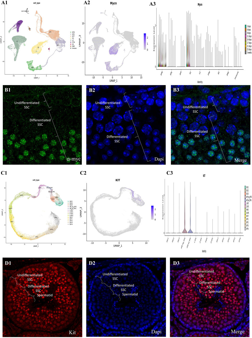 A1-A3 present UMAP plots and a violin plot illustrating cell types and Mycn expression, with A3 showing expression levels over time. B1-B3 display fluorescent microscopy images of undifferentiated and differentiated SSCs stained with n-myc and Dapi, with a merged image in B3. C1-C3 show UMAP plots and a violin plot related to KIT expression and cell types. D1-D3 depict fluorescent microscopy images of undifferentiated SSCs, differentiated SSCs, and spermatids stained with Kit and Dapi, with a merged image in D3.