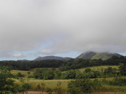 The whole is greater than the sum of its parts: great apes and forest elephants in Central Africa