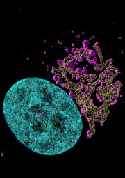 What’s in a cell line? Important considerations for antiviral drug development 