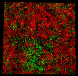 THE POWER OF DIVISION OF LABOUR: biofilm productivity peaks when microbes specialize in making different matrix components.