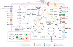 Insights into the ecological roles and evolution of methyl coenzyme M reductase containing hot spring Archaea