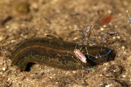 At the River Styx, mosquitoes feed on worm blood