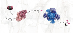 Biocatalytic synthesis of L-methionine via enzymatic carbon dioxide fixation