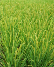 Rice plants coordinate root microbiome to utilize soil nitrogen by NRT1.1B