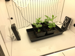 Rock 'n' roll is noise pollution