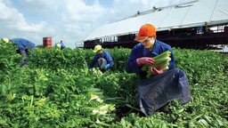 Do you know the visa status of contractors on your work site?