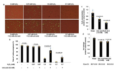 "Citrus Huanglongbing is a pathogen-triggered immune disease". How did we get there?