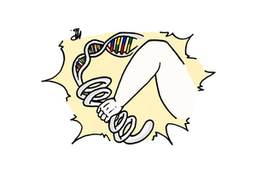 How does syphilis shape the pathogen genome during infection "arms race"? 