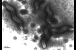 INNUENDO – “one size fits all” approach for bacterial WGS integration in routine surveillance and epidemiological investigation