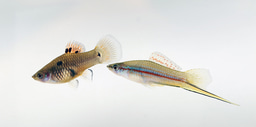 The evolution of a new sex chromosome in swordtail fish