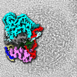 Eyes on the RNA virus polymerase – one major target for antiviral development