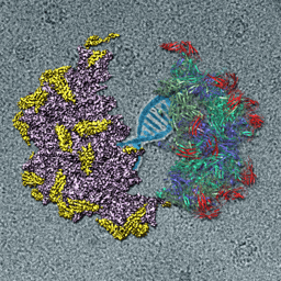 Knowing the receptor recognition of adeno-associated virus 2 at atomic level