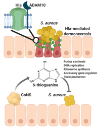 Targeting purine synthesis to curtail Staphylococcus aureus virulence