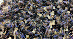 New alleles come easy to a gene under balancing selection  