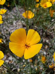 Fighting for Earth Day, Everyday 