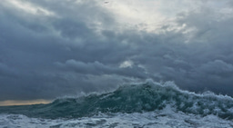 Evolved phytoplankton on probation 