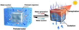 Sunlight-driving clean water production using thermal-responsive hydrogel
