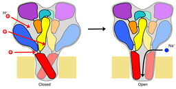 Uncovering the activation mechanism of a ligand-gated ion channel