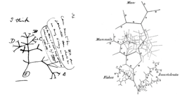 Understanding evolution by studying development