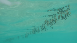 After the Paper | Seaweed beyond carbon sinks